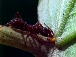 Croton, CU ant collects sugary nectar from croton plant.  Panama. Stock Footage