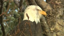 A bald eagle perches in a tree and surveys its surroundings, then flies away. Stock Footage