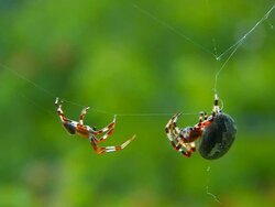 Garden Spiders Stock Footage