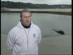 USA: OREGON: KILLER WHALE KEIKO IS DOING WELL IN HIS NEW HOME News Clip