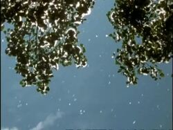 MS Low angle, Backlit Cottonwood Tree Seeds dispersing on the wind, USA Stock Footage