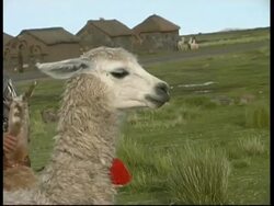 Alpacas head, MS, Peru Stock Footage