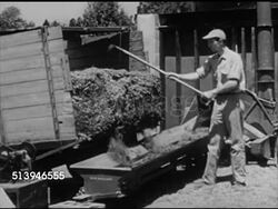 1950s: GRASS SILO: VS Male farmer w/ rake unloading chopped grass from trailer onto conveyor belt, moving into grass silo, adding molasses. Agriculture, storage, grain, farming, farm, country, fodder Instructional Video