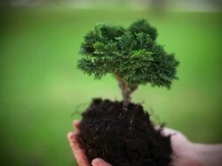 Hand holding a plant Stock Footage