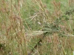 MS View of Chameleon walking along branch, camouflaged by tall grass / Pilanesberg National Park, North West Province, South Africa Stock Footage
