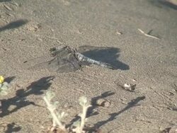 Blue Agrion Dragonfly Stock Footage