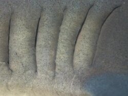 White Tip sharks gills, Costa Rica, Pacific Ocean  Stock Footage