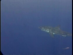 MS Great White Shark swims past camera in blue water, Guadalupe Island, Pacific Ocean Stock Footage