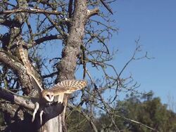 MS SLO MO Barn Owl taking off from Tree / Vieux Pont, Normandy,  France Stock Footage