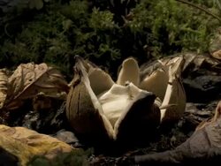 T/L Earthstar (family Geastraceae) fungus opening, UK Stock Footage