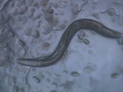 Adult Caenorhabditis elegans nematode with eggs Stock Footage