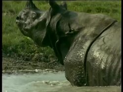 MCU Pan left and zoom out, Greater One-horned Rhinoceros emerging from water, India Stock Footage