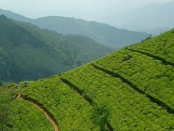 MS Tea plantation fields, to mountain scene Stock Footage