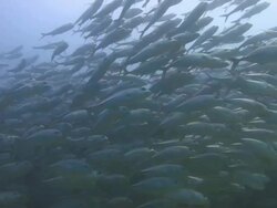 School of Jackfish Stock Footage