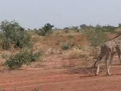 CLEAN: West Africa's last giraffes News Clip