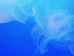 jellyfish Stock Footage