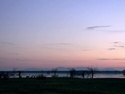 European Cranes (Grus grus) on wetland shore, North East Extremadura in Dehesa. Stock Footage
