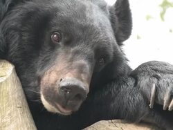Asiatic black bear Stock Footage