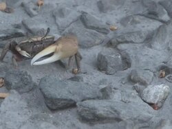 Fiddler crab 2 Stock Footage