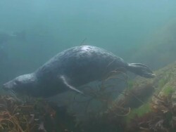 Grey Seals Fighting Stock Footage