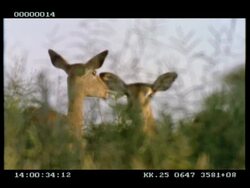 MCU Impala (Aepyceros melampus) group grazing, grass in foreground, early morning Stock Footage