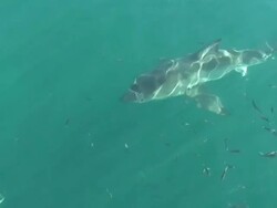 Great White Shark (Carcharodon carcharias) Stock Footage