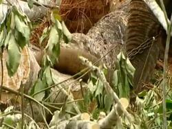 CU Elephant taking hold of chain with mouth/trunk and pulling tree trunk Stock Footage