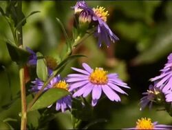 Some bees flying on flowers Stock Footage