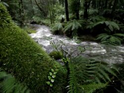 Rainforest Stock Footage