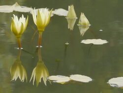 Yellow waterlily Stock Footage