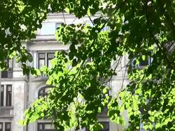 Back Lit Stock Footage