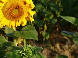 Sunflower and Bee Stock Footage