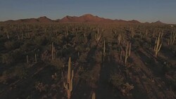Sonoran desert aerial footage Stock Footage