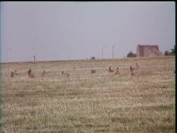 HARES INVADE AIRPORT News Clip