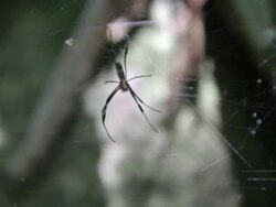 spider in web Stock Footage