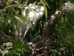 Egret Sits Down on Her Eggs, Closeup Stock Footage