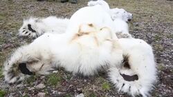 A male Polar Bear (Ursus maritimus) starved to death as a consequence of climate change. Stock Footage