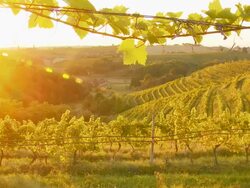 HD DOLLY: Sunlit Vineyard Stock Footage