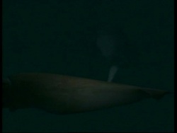 Animation of Sperm Whale catching Architeuthis clarkei, Giant Squid Stock Footage
