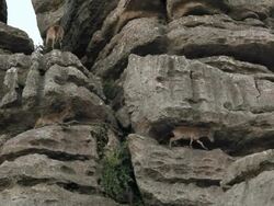 L/S wild goats climbing Stock Footage