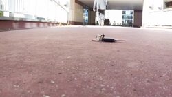 Businessman dropping his keys Stock Footage