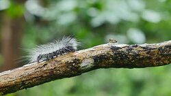 Caterpillar walk on branches in forest, Thailand. Stock Footage