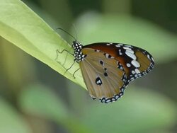 Monarch butterfly Stock Footage