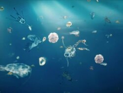 Ocean Species Swimming Around Stock Footage