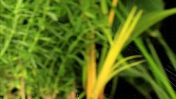 A spider spins its web. Stock Footage