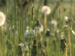 HD: Spring time Stock Footage