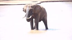 African Elephant at wild Stock Footage