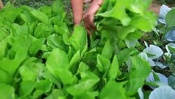 Woman is harvesting a vegetable in garden Stock Footage