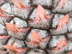 Pineapple Stock Footage