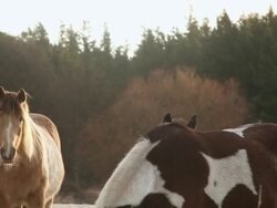 MS Shot of horses at sunrise on rural farm / Orcas Island, Washington, United States Stock Footage